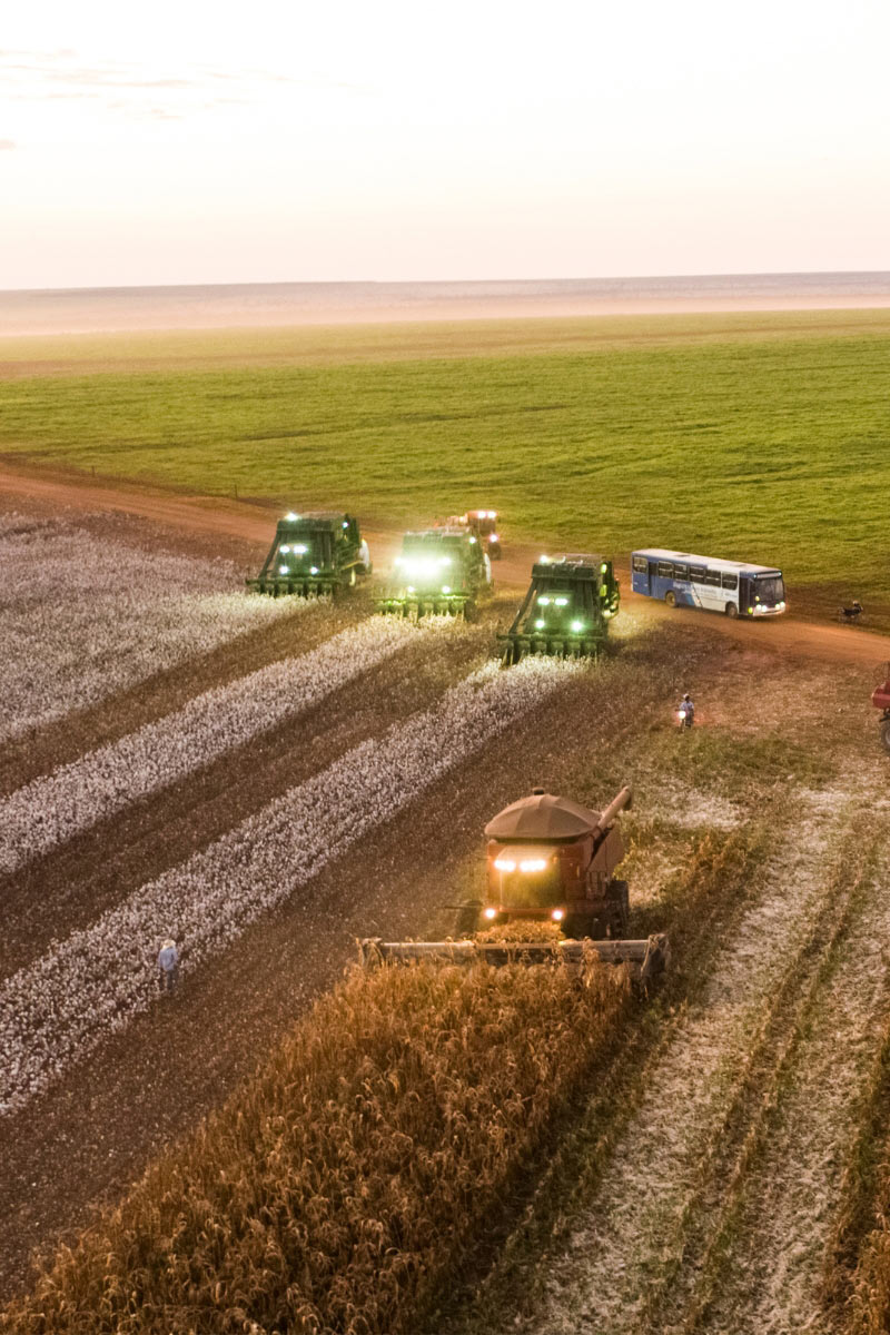 cotton picking machines lined up harvesting